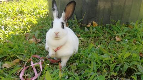 打兔子视频,兔子跳跃视频背后的趣味故事