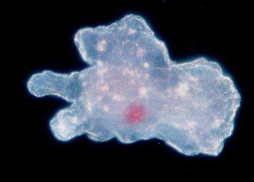 白细胞吞噬细菌视频,微观战场上的英勇瞬间