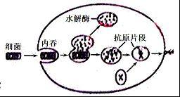 白细胞吞噬细菌视频,微观战场上的英勇瞬间