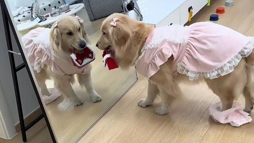 狗日狗视频,揭秘狗狗日常生活的趣味瞬间