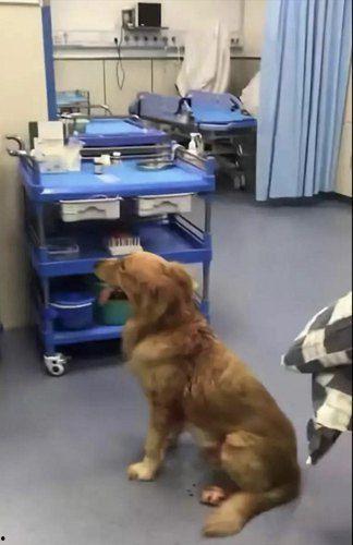 狗日狗视频,揭秘狗狗日常生活的趣味瞬间