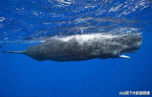 抹香鲸视频,揭秘抹香鲸的神秘生活