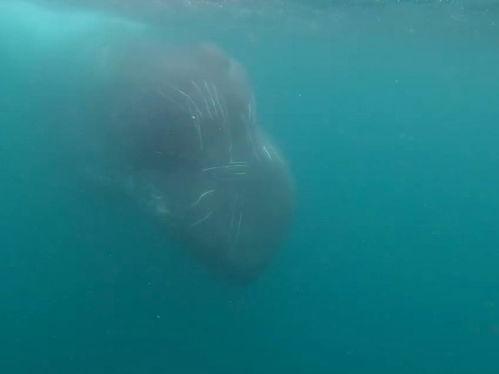 抹香鲸视频,揭秘抹香鲸的神秘生活