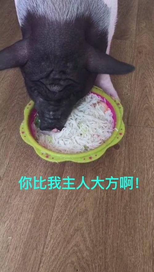 猪吃东西的视频,捕捉猪只进食的趣味瞬间