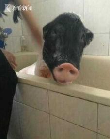 猪吃东西的视频,捕捉猪只进食的趣味瞬间