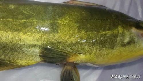 钓黄辣丁视频,跟随视频学钓技