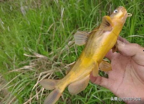钓黄辣丁视频,跟随视频学钓技