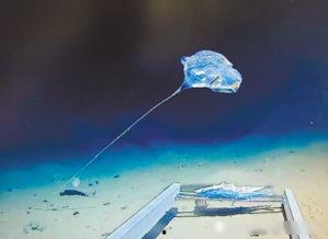 关于生物的视频,生物视频深度解析