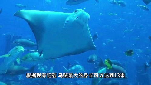 关于生物的视频,生物视频深度解析