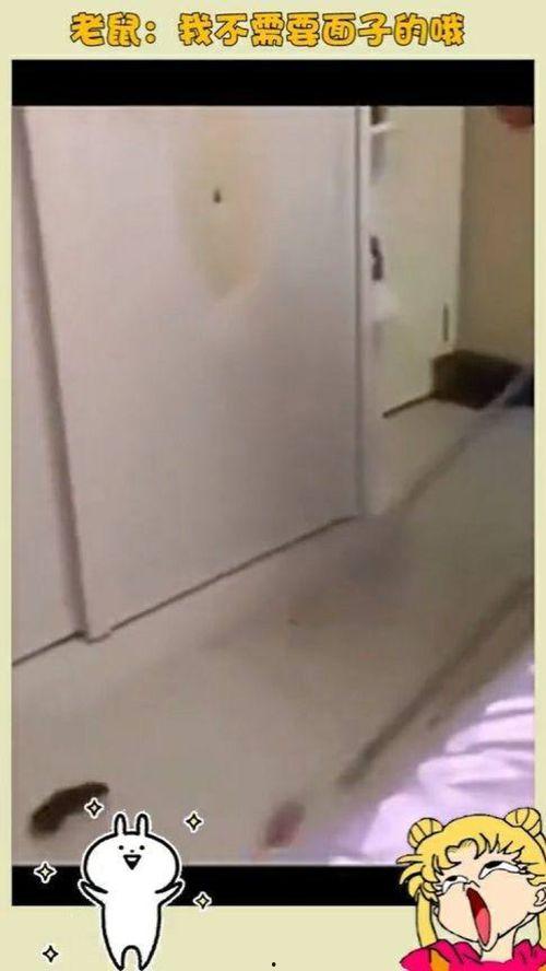 打老鼠视频,高效打老鼠技巧大公开