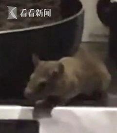 打老鼠视频,高效打老鼠技巧大公开