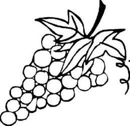 水果简笔画图片大全,缤纷色彩，勾勒自然美味