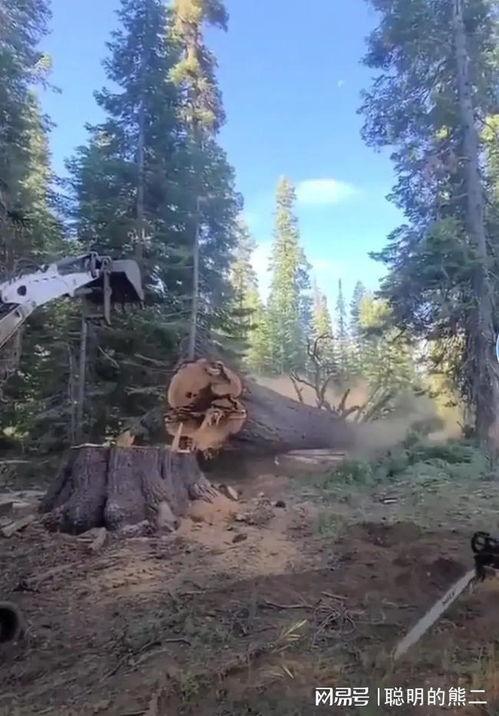 砍树视频,震撼视觉的树木倒下瞬间