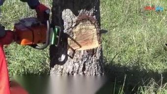 砍树视频,震撼视觉的树木倒下瞬间