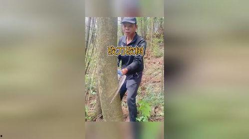 砍树视频,震撼视觉的树木倒下瞬间