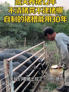 农村养鸡视频,从孵化到出栏，视频揭秘养殖技巧