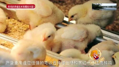 农村养鸡视频,从孵化到出栏，视频揭秘养殖技巧