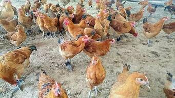 农村养鸡视频,从孵化到出栏，视频揭秘养殖技巧