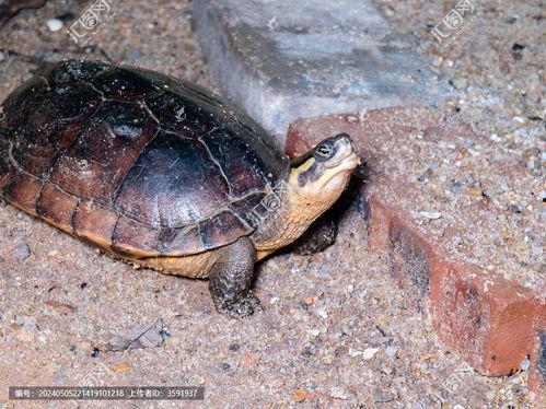 石金钱龟视频,视频带你领略龟中珍品