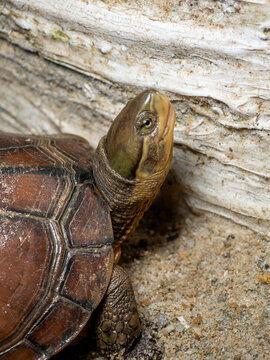 石金钱龟视频,视频带你领略龟中珍品