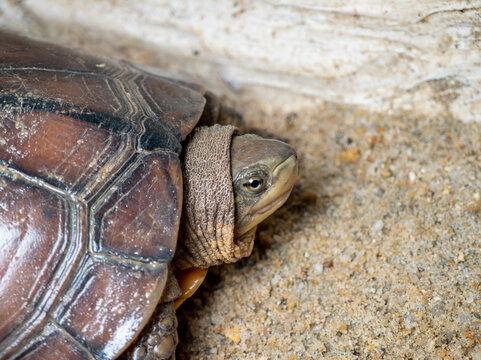 石金钱龟视频,视频带你领略龟中珍品
