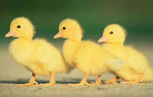 斗鸟视频,激战正酣，谁将问鼎巅峰？