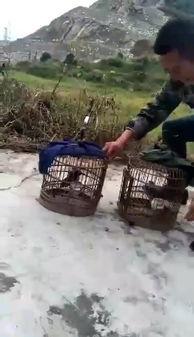 斗鸟视频,激战正酣，谁将问鼎巅峰？