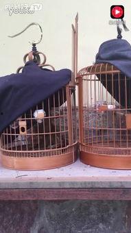 斗鸟视频,激战正酣，谁将问鼎巅峰？