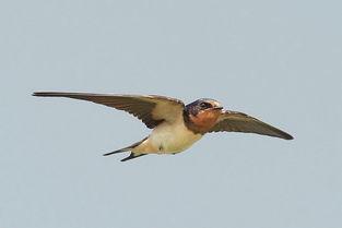 小飞燕视频,翱翔天际的青春传奇