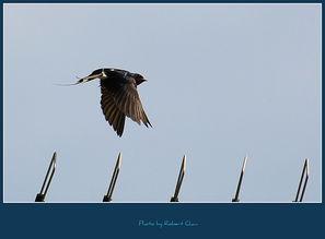 小飞燕视频,翱翔天际的青春传奇