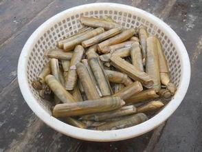 蛏子图片大全,蛏子图片大全赏析